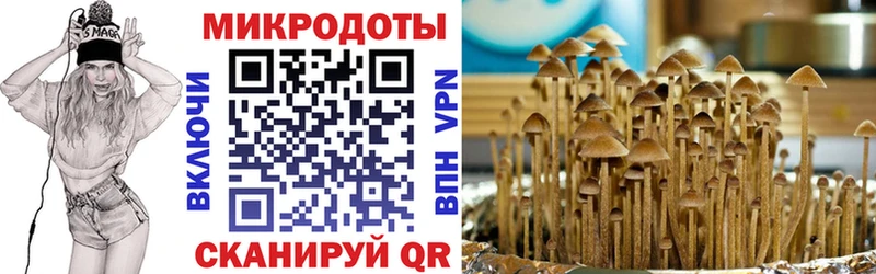 Купить  Болотное  Галлюциногенные грибы Psilocybe 
